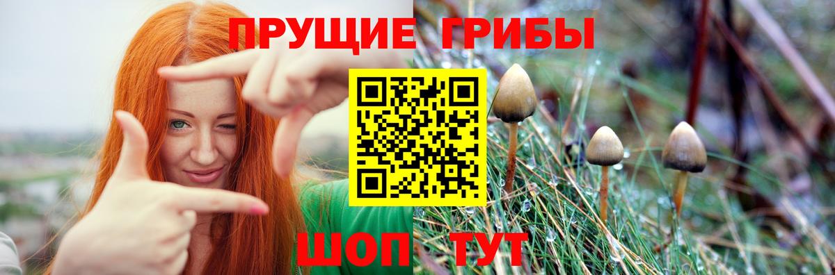 Псилоцибиновые грибы GOLDEN TEACHER Кимры